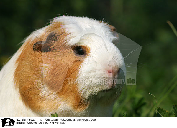 English Crested Guinea Pig Portrait / SS-18527
