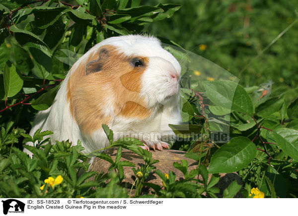 English Crested Guinea Pig in the meadow / SS-18528