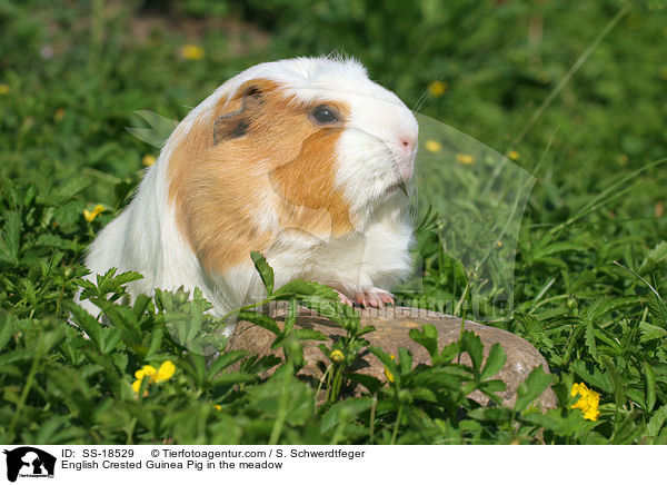 English Crested Guinea Pig in the meadow / SS-18529