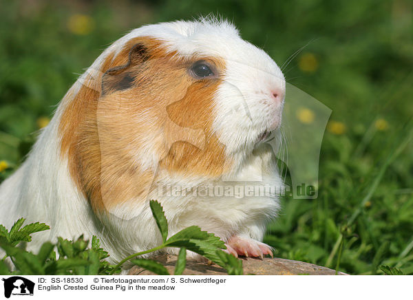 English Crested Guinea Pig in the meadow / SS-18530