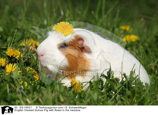 English Crested Guinea Pig with flower in the meadow / SS-18531