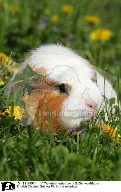English Crested Guinea Pig in the meadow / SS-18534