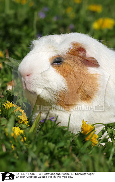 English Crested Guinea Pig in the meadow / SS-18536