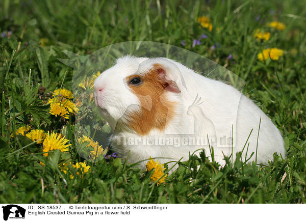 English Crested Guinea Pig in a flower field / SS-18537