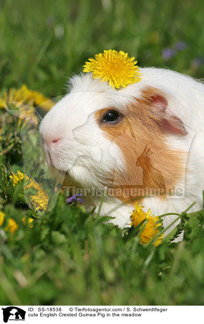 cute English Crested Guinea Pig in the meadow / SS-18538