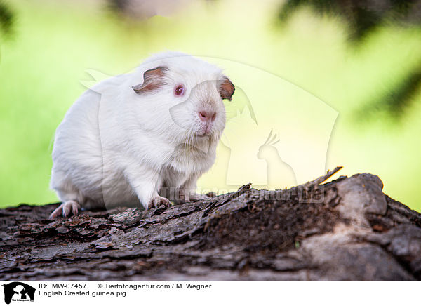 English Crested guinea pig / MW-07457