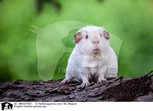 English Crested guinea pig / MW-07463