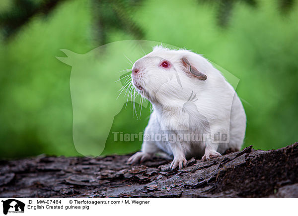 English Crested guinea pig / MW-07464
