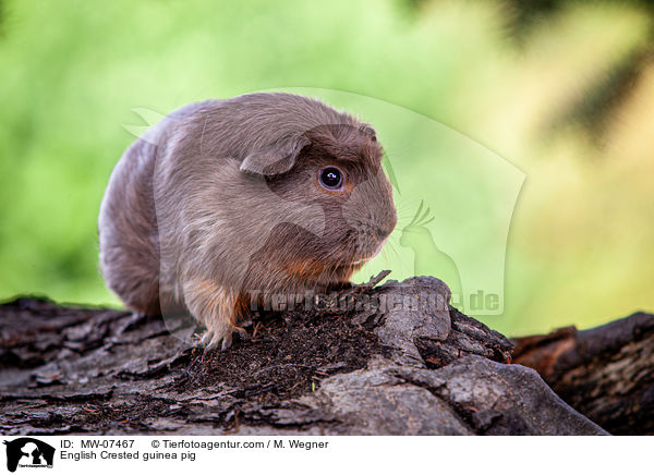 English Crested guinea pig / MW-07467
