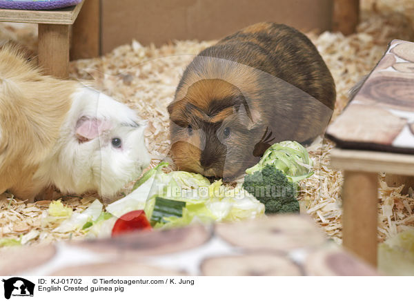 English Crested guinea pig / KJ-01702