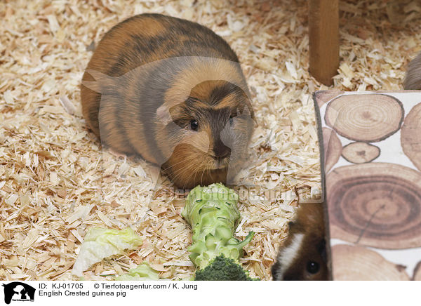 English Crested Meerschweinchen / English Crested guinea pig / KJ-01705