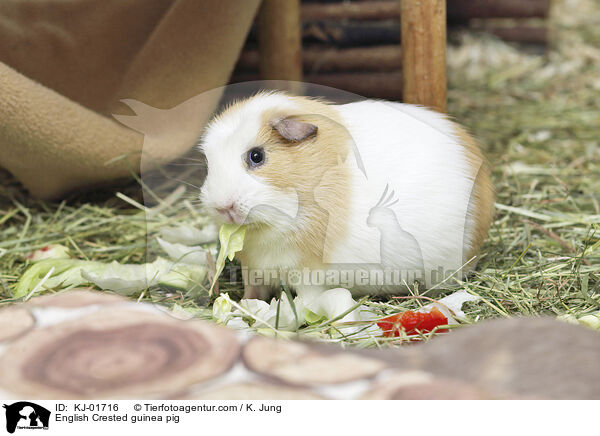 English Crested Meerschweinchen / English Crested guinea pig / KJ-01716
