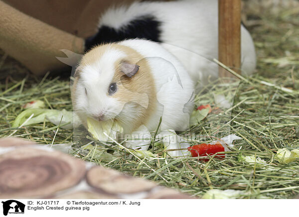 English Crested guinea pig / KJ-01717
