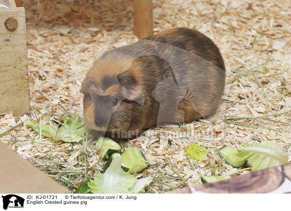 English Crested Meerschweinchen / English Crested guinea pig / KJ-01721