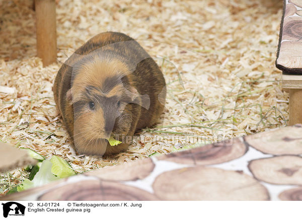 English Crested Meerschweinchen / English Crested guinea pig / KJ-01724