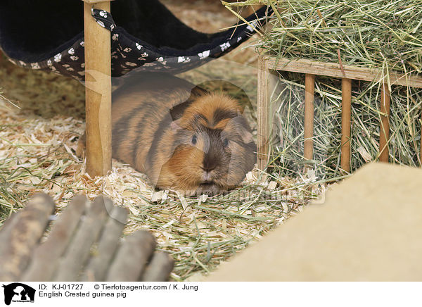 English Crested Meerschweinchen / English Crested guinea pig / KJ-01727