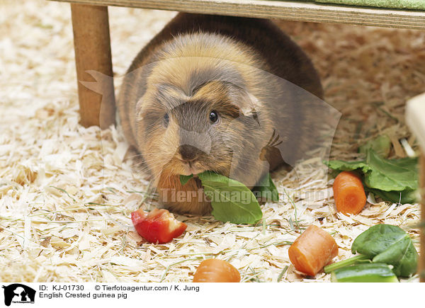 English Crested Meerschweinchen / English Crested guinea pig / KJ-01730