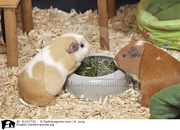 English Crested guinea pig / KJ-01733