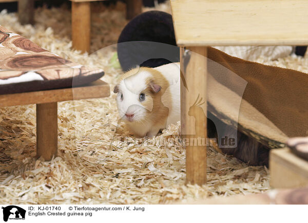 English Crested guinea pig / KJ-01740