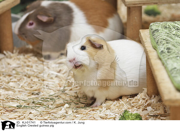 English Crested Meerschweinchen / English Crested guinea pig / KJ-01741