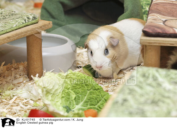 English Crested guinea pig / KJ-01745