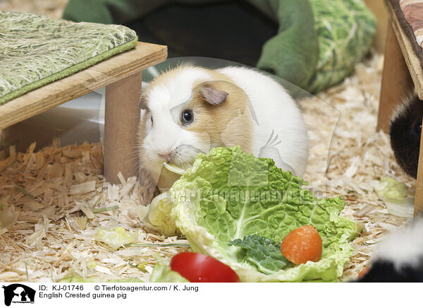 English Crested guinea pig / KJ-01746