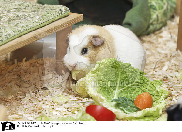 English Crested guinea pig / KJ-01747