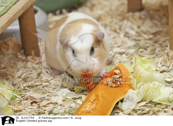 English Crested guinea pig / KJ-01754