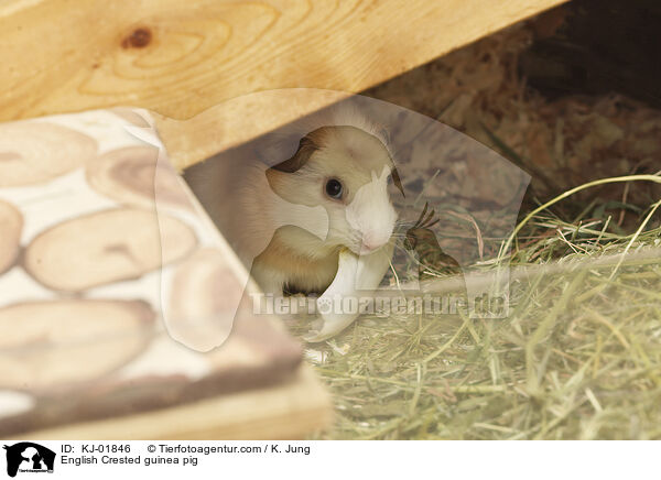 English Crested Meerschweinchen / English Crested guinea pig / KJ-01846