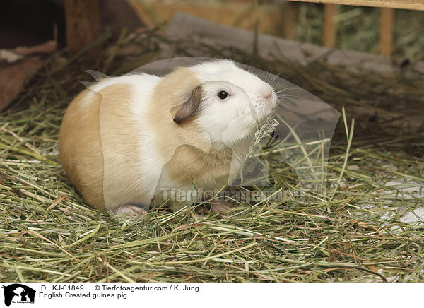English Crested guinea pig / KJ-01849