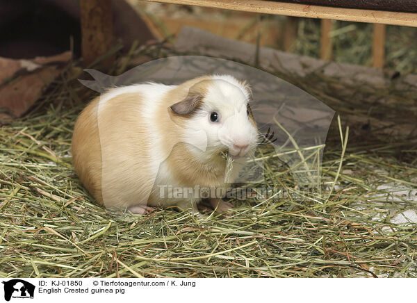 English Crested Meerschweinchen / English Crested guinea pig / KJ-01850