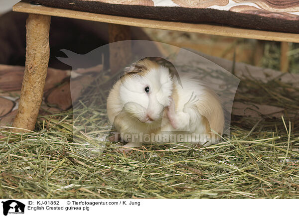 English Crested Meerschweinchen / English Crested guinea pig / KJ-01852