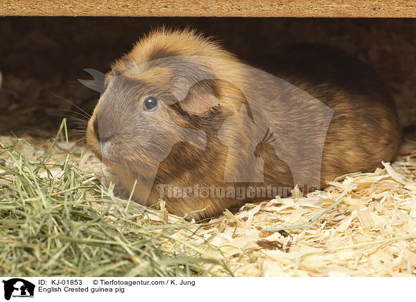English Crested Meerschweinchen / English Crested guinea pig / KJ-01853