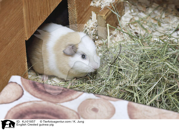 English Crested Meerschweinchen / English Crested guinea pig / KJ-01857
