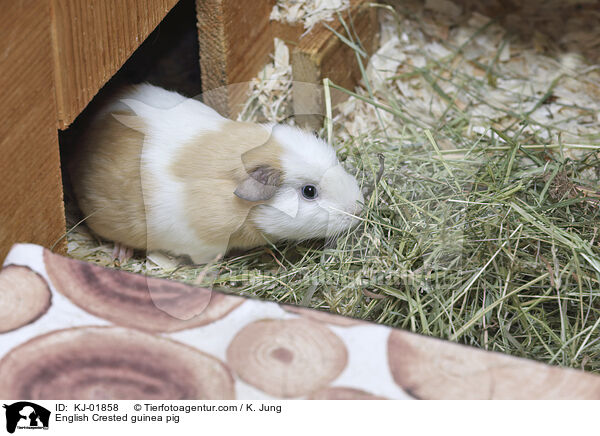 English Crested Meerschweinchen / English Crested guinea pig / KJ-01858
