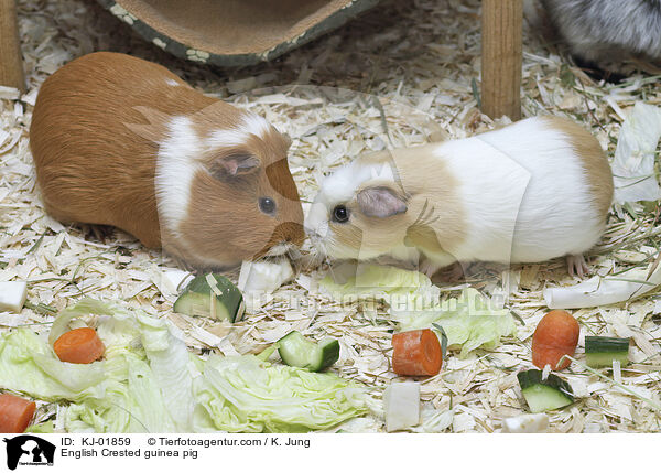 English Crested guinea pig / KJ-01859