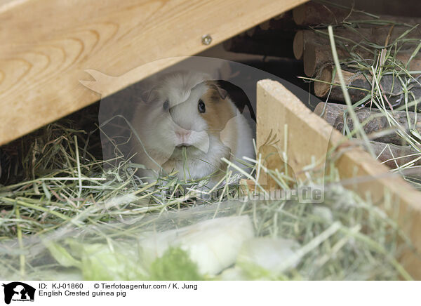 English Crested Meerschweinchen / English Crested guinea pig / KJ-01860