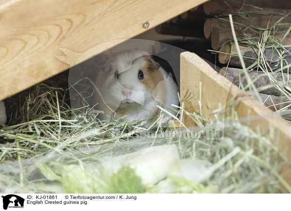 English Crested Meerschweinchen / English Crested guinea pig / KJ-01861