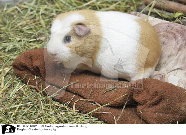 English Crested guinea pig / KJ-01862