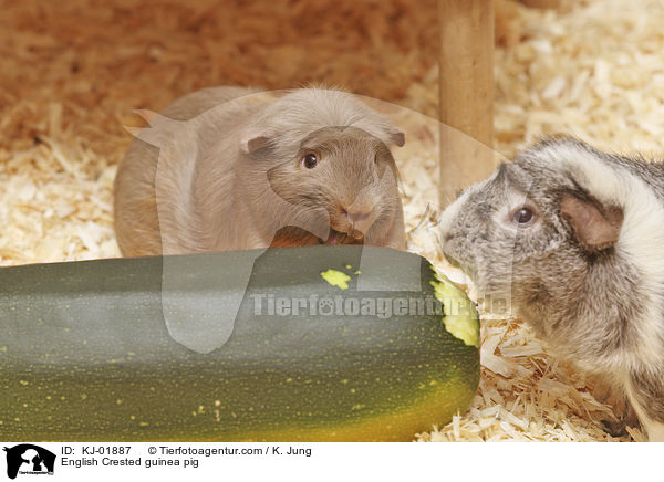 English Crested Meerschweinchen / English Crested guinea pig / KJ-01887
