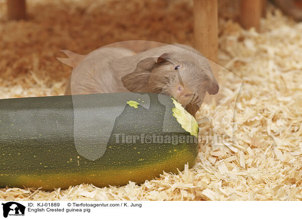 English Crested guinea pig / KJ-01889