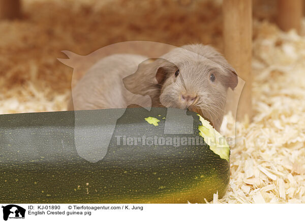 English Crested guinea pig / KJ-01890
