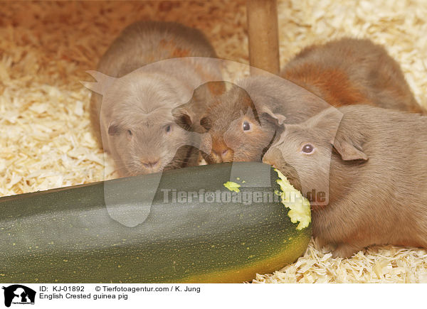 English Crested guinea pig / KJ-01892