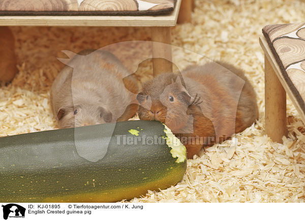 English Crested Meerschweinchen / English Crested guinea pig / KJ-01895