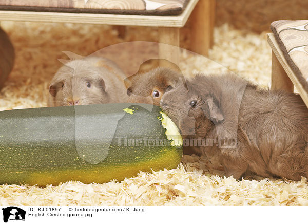 English Crested Meerschweinchen / English Crested guinea pig / KJ-01897