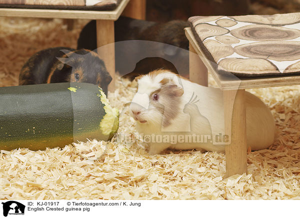 English Crested Meerschweinchen / English Crested guinea pig / KJ-01917