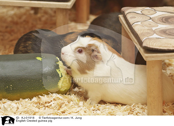 English Crested guinea pig / KJ-01918