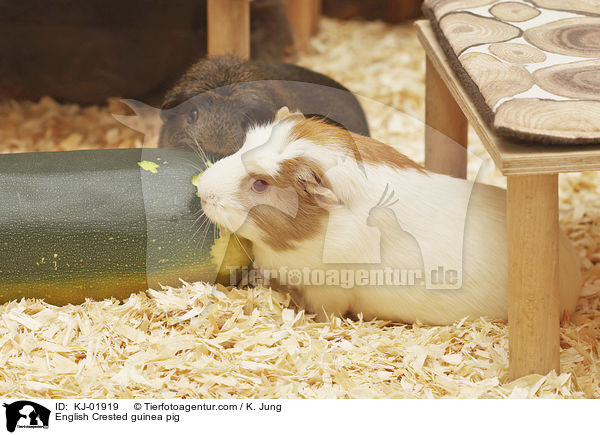 English Crested Meerschweinchen / English Crested guinea pig / KJ-01919