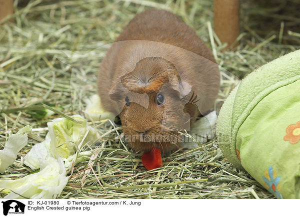 English Crested Meerschweinchen / English Crested guinea pig / KJ-01980