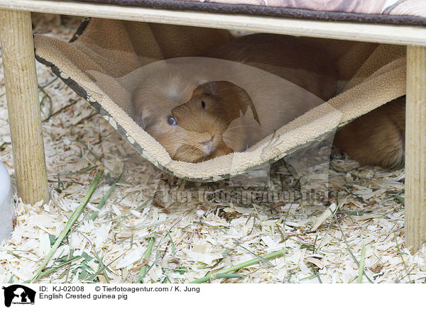 English Crested Meerschweinchen / English Crested guinea pig / KJ-02008